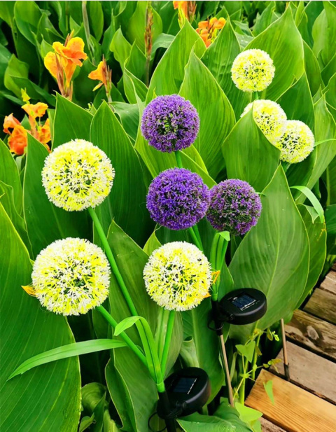 Garden lamps, solar - 3 flower garlic